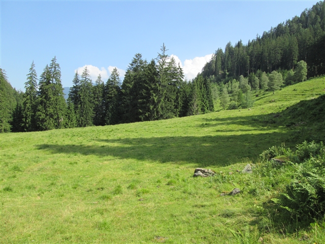 Stupendo pratone punteggiato di pini sotto il sole e un cielo azzurrissimo.